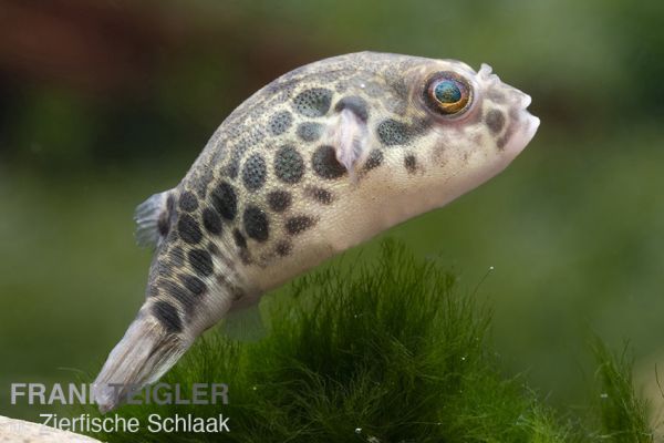 Leopardkugelfisch - Tetraodon schoutedeni WF ca. 6 cm